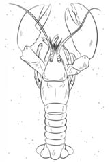 How to draw: Lobster