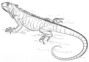 How to draw: Iguana