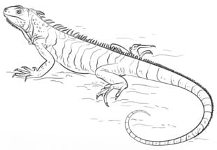 Zeichnen Tutorial: Leguane 8