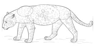 Zeichnen Tutorial: Jaguar 7