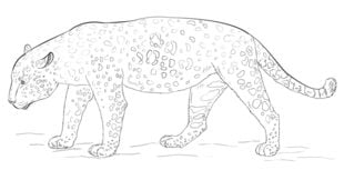Zeichnen Tutorial: Jaguar 8