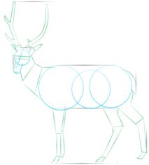 Come disegnare: Cervo
