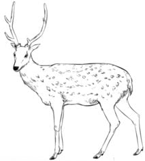 Come disegnare: Cervo 7
