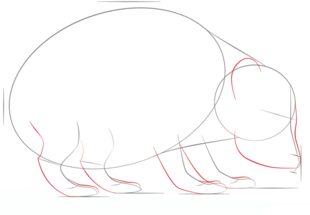 How to draw: Hedgehog 4