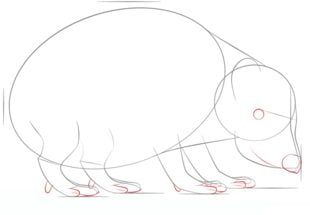 How to draw: Hedgehog 5