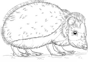 How to draw: Hedgehog 7