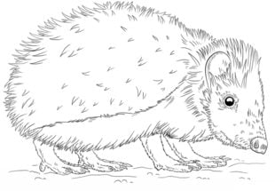 How to draw: Hedgehog
