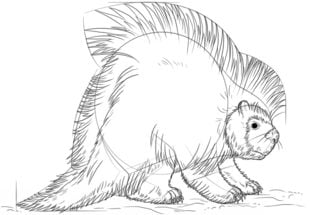 Zeichnen Tutorial: Stachelschweine