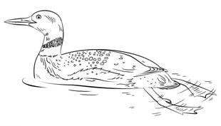 How to draw: Duck