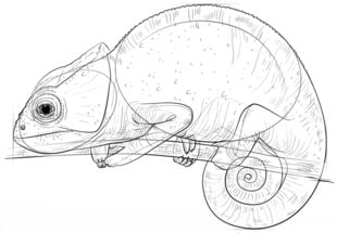 Jak narysować: Kameleon 8