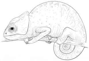 How to draw: Chameleon