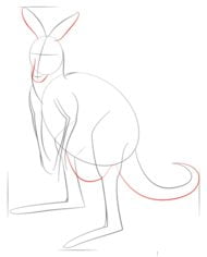 Zeichnen Tutorial: Känguru 5
