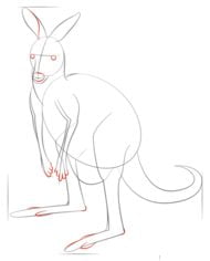 Zeichnen Tutorial: Känguru
