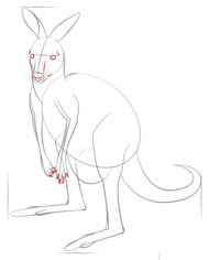 Zeichnen Tutorial: Känguru