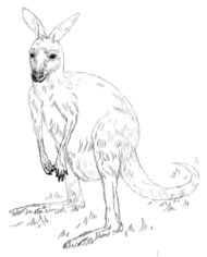 Zeichnen Tutorial: Känguru 9