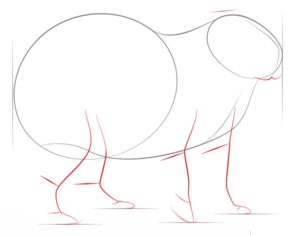 Zeichnen Tutorial: Wasserschwein