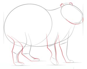 Jak narysować: Kapibara 4