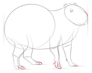 Tutorial de dibujo: Capibara 5