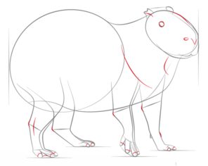 Jak narysować: Kapibara 6