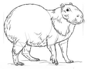 Tutorial de dibujo: Capibara 7