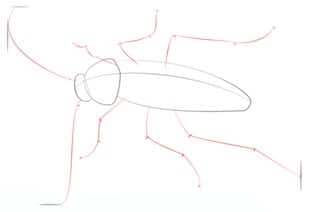 Tutorial de dibujo: Cucaracha