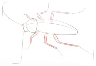 Zeichnen Tutorial: Kakerlake