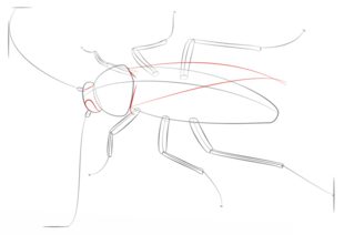 Tutorial de dibujo: Cucaracha
