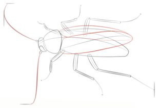 Zeichnen Tutorial: Kakerlake