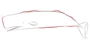 How to draw: Sperm whale