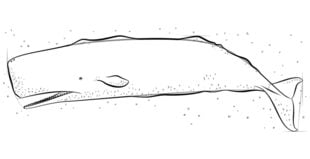 Tutorial de dibujo: Cachalotes