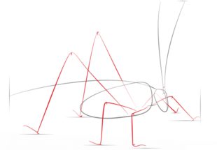 How to draw: Grasshopper