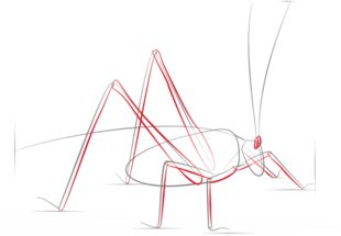 How to draw: Grasshopper 4