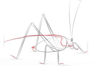 How to draw: Grasshopper 5