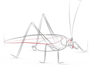 How to draw: Grasshopper 6