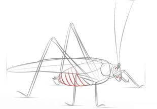 How to draw: Grasshopper 7