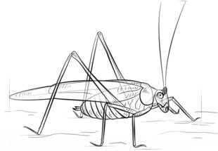 How to draw: Grasshopper 8