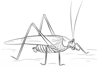 How to draw: Grasshopper 9