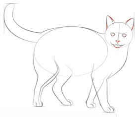 Tutorial de dibujo: Gato