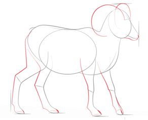 How to draw: Goats 4