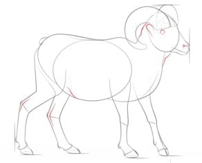 How to draw: Goats 6