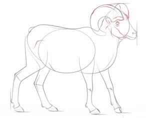 How to draw: Goats 7