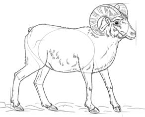 How to draw: Goats 8