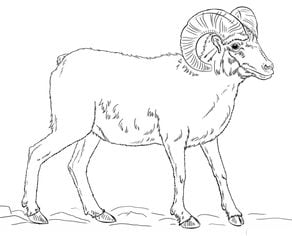 How to draw: Goats 9