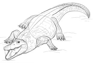Zeichnen Tutorial: Krokodil