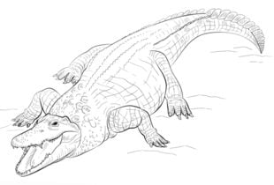 How to draw: Crocodile