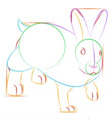 Come disegnare: Coniglio 7