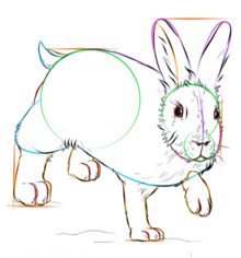 How to draw: Rabbit 8