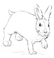 How to draw: Rabbit 9