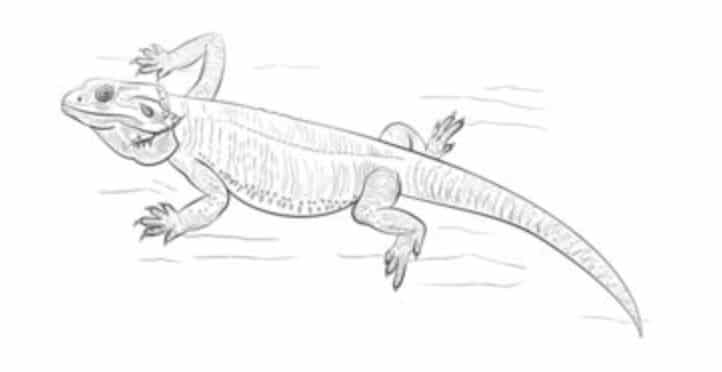 How to draw: Lizard