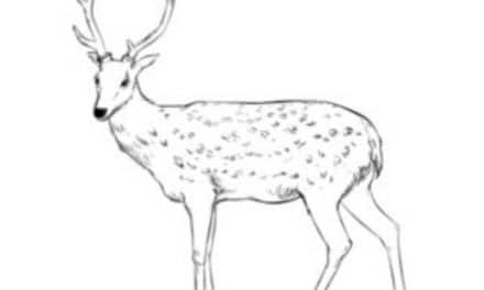 How to draw: Deer